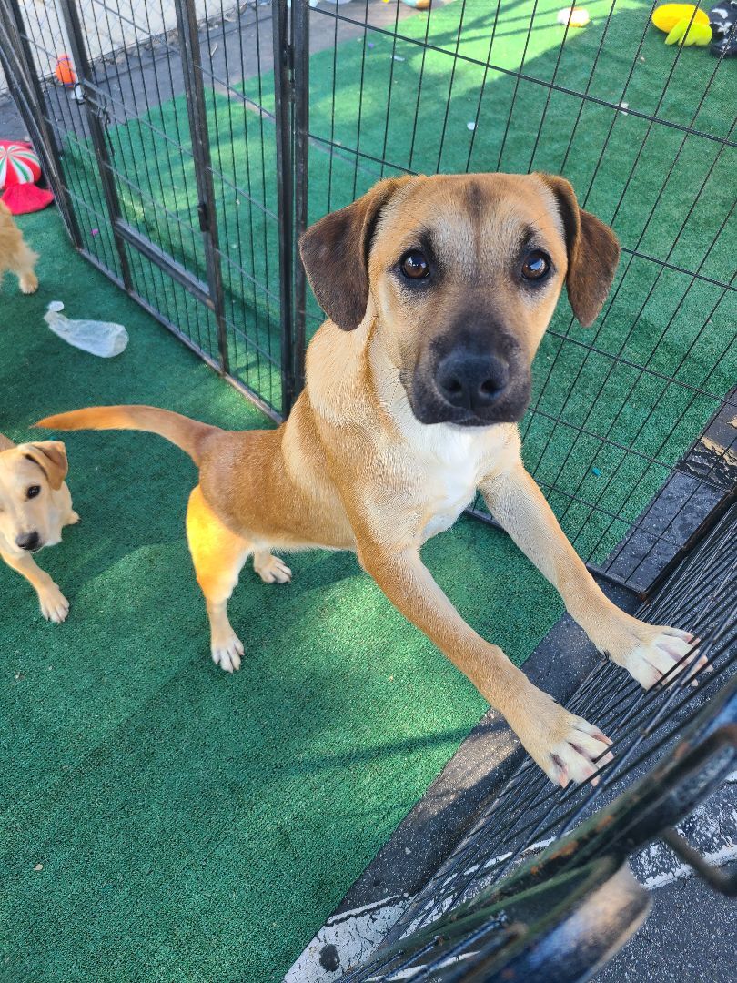 Enlarge Zayron, a Adoptable mixed breed in Los Angeles, CA image 5/13