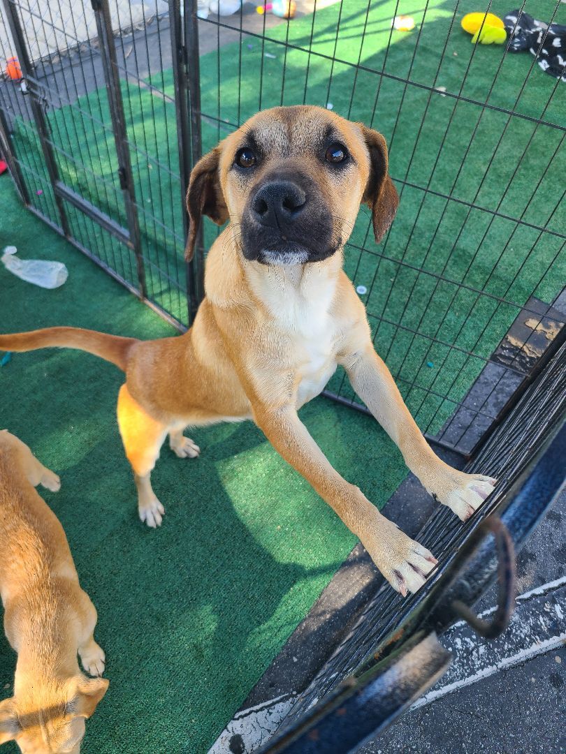 Enlarge Zayron, a Adoptable mixed breed in Los Angeles, CA image 6/13