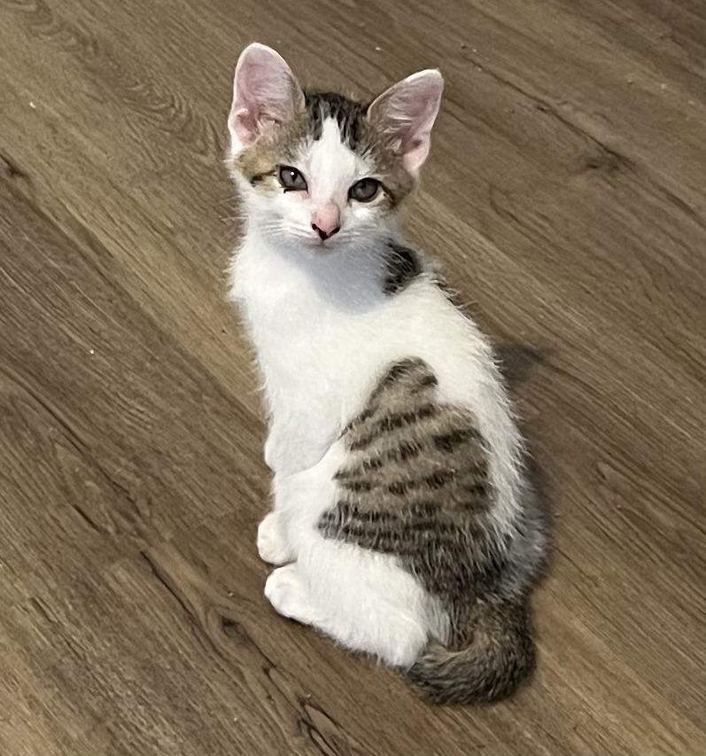 Enlarge Earl, a Adoptable mixed breed in Powder Springs, GA image 2/5