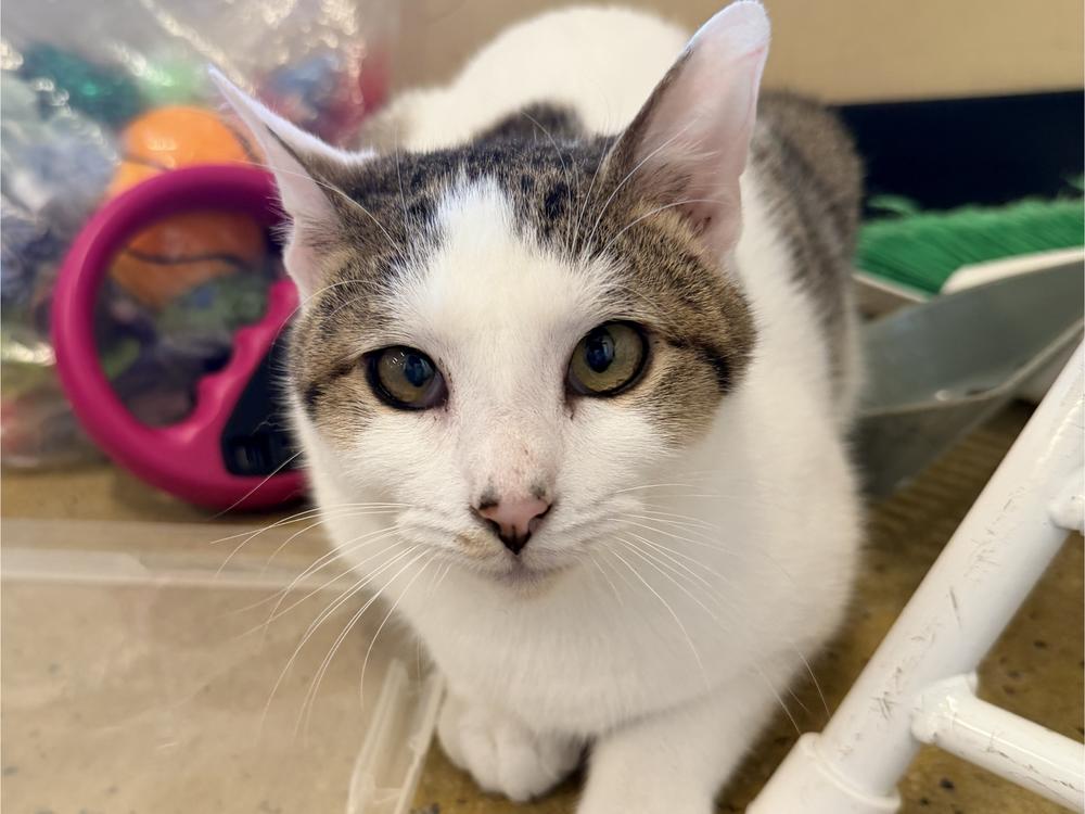 Enlarge Earl, a Adoptable mixed breed in Powder Springs, GA image 3/5