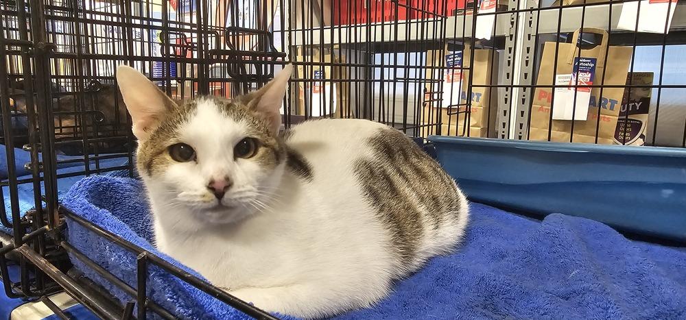 Enlarge Earl, a Adoptable mixed breed in Powder Springs, GA image 4/5