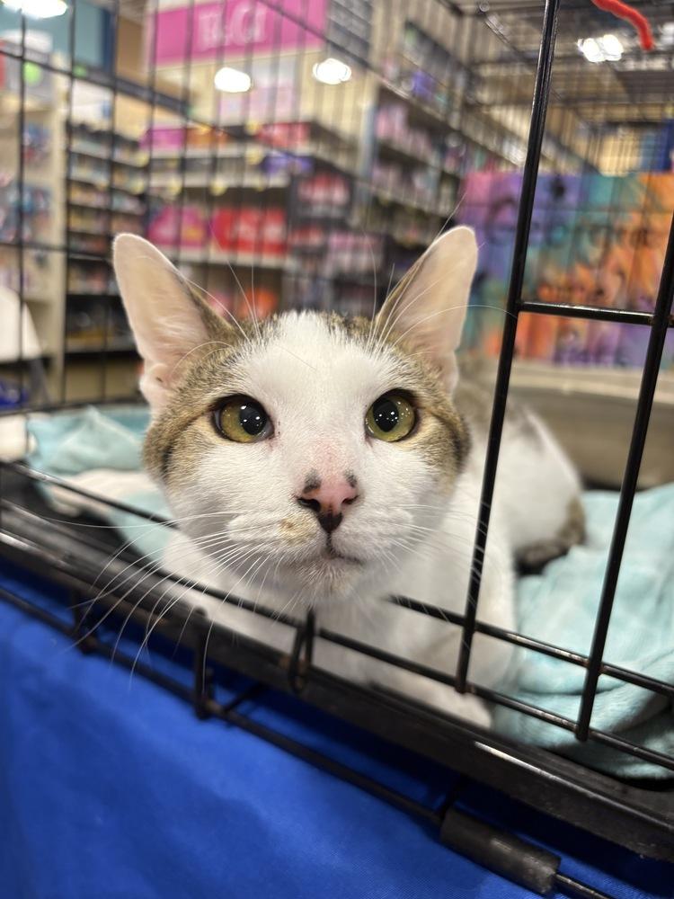 Enlarge Earl, a Adoptable mixed breed in Powder Springs, GA image 5/5