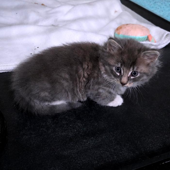Enlarge Koopa (Catiba Inu), a Adoptable Domestic Medium Hair in Clarksville, TN image 2/6