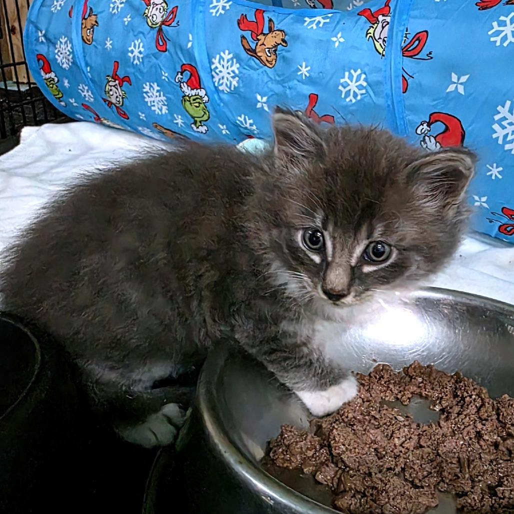 Enlarge Koopa (Catiba Inu), a Adoptable Domestic Medium Hair in Clarksville, TN image 3/6