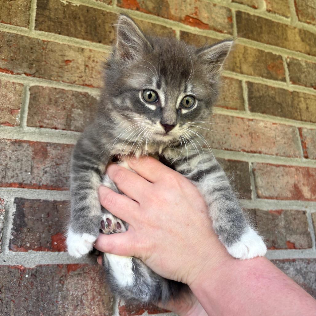 Enlarge Koopa (Catiba Inu), a Adoptable Domestic Medium Hair in Clarksville, TN image 4/6