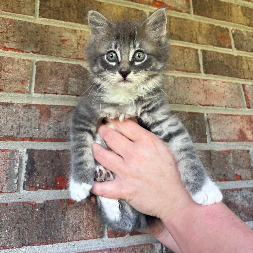 Enlarge Koopa (Catiba Inu), a Adoptable Domestic Medium Hair in Clarksville, TN image 5/6