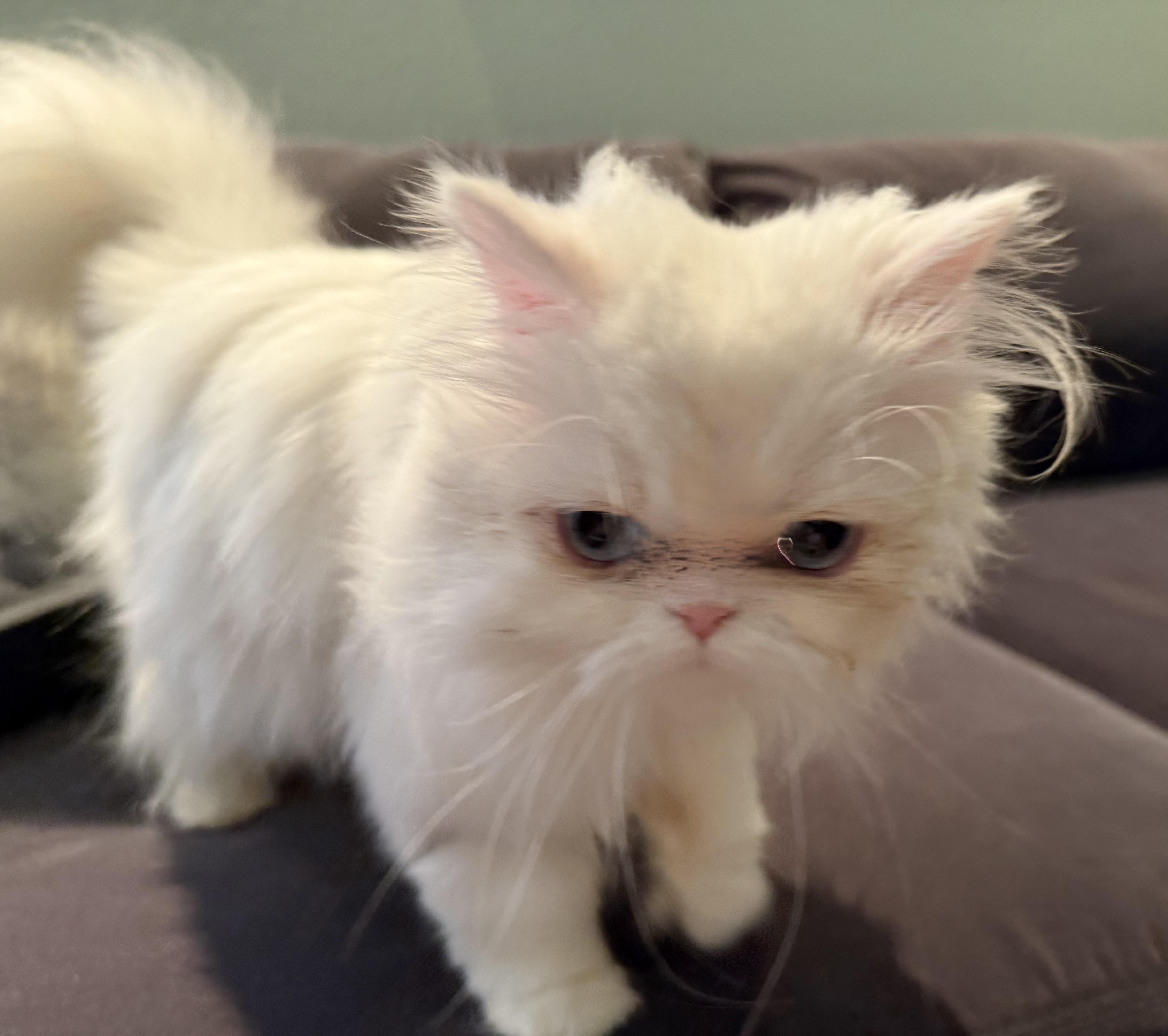 Enlarge Sabrina, a ADOPTABLE Persian in Beverly Hills, CA image 2/6