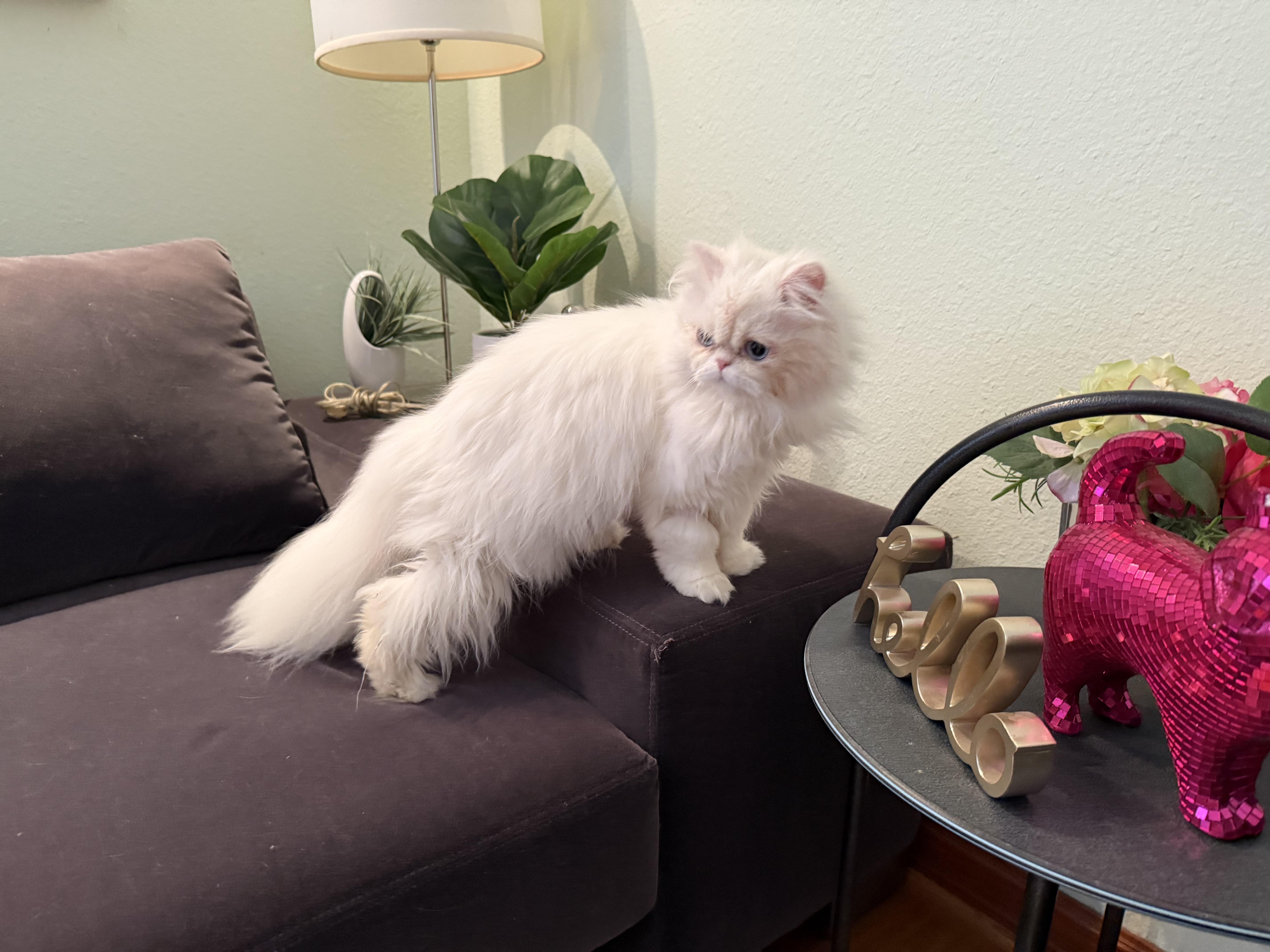 Enlarge Sabrina, a ADOPTABLE Persian in Beverly Hills, CA image 5/6