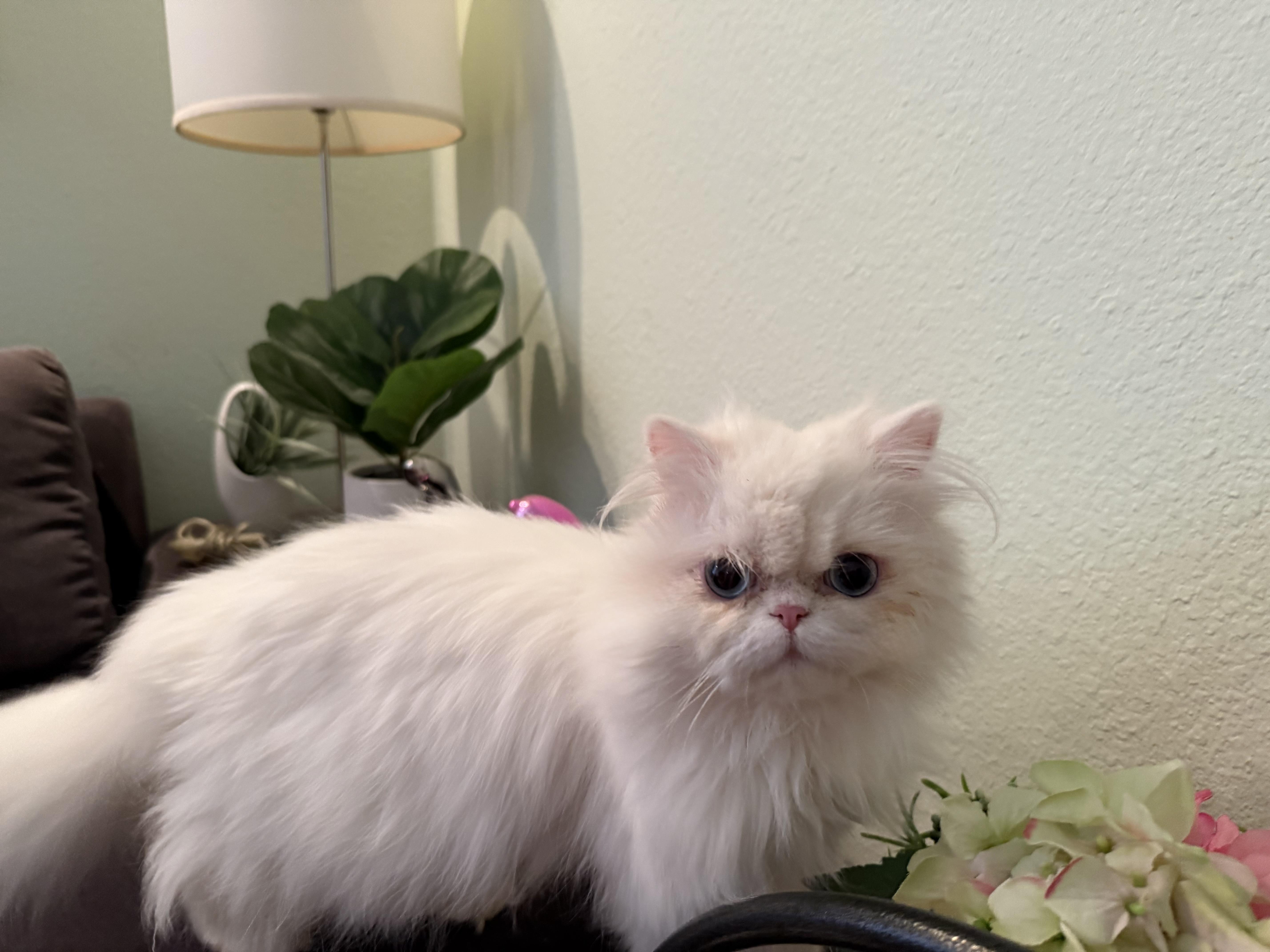 Enlarge Sabrina, a ADOPTABLE Persian in Beverly Hills, CA image 4/6