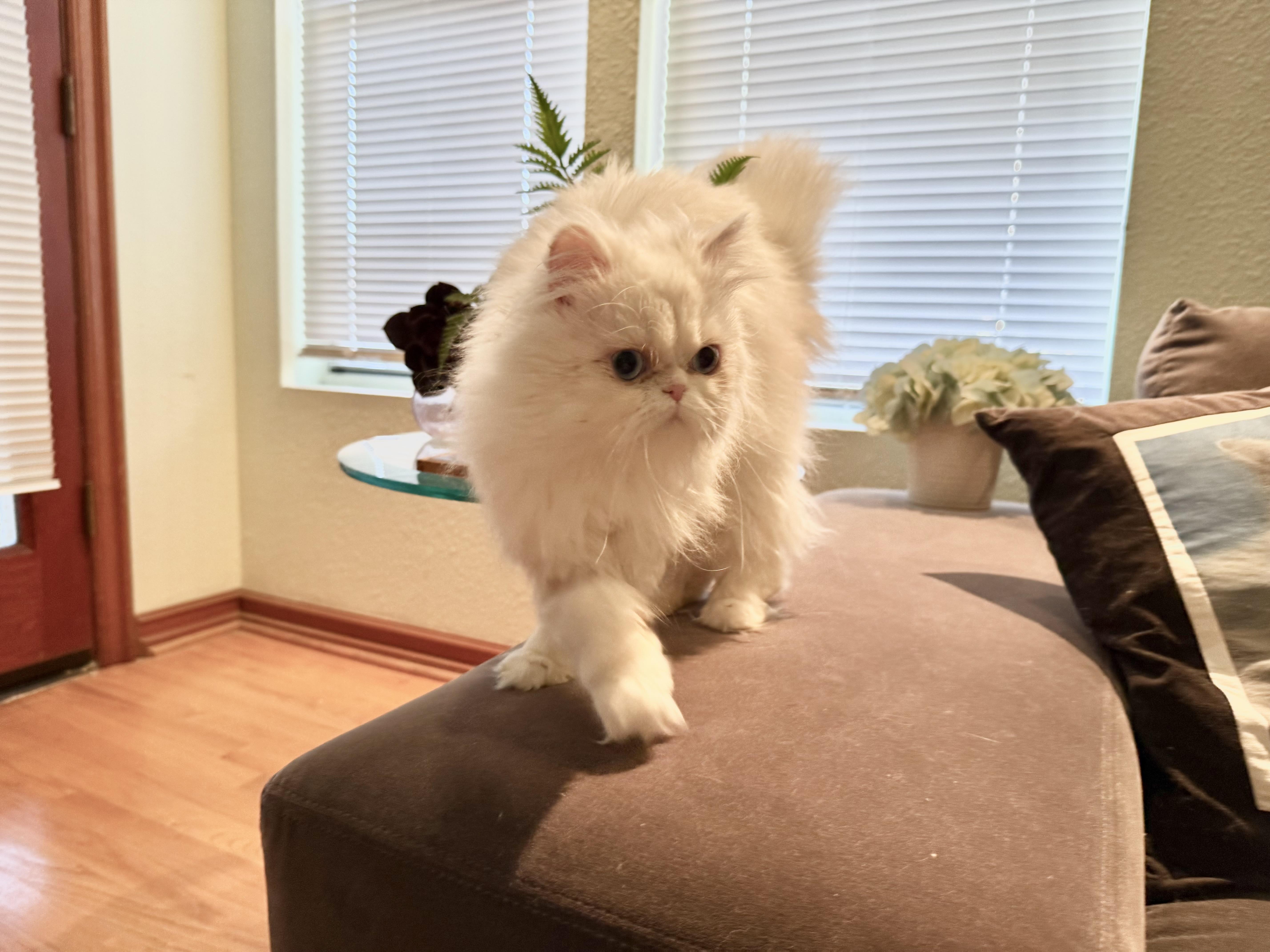 Enlarge Sabrina, a ADOPTABLE Persian in Beverly Hills, CA image 1/6