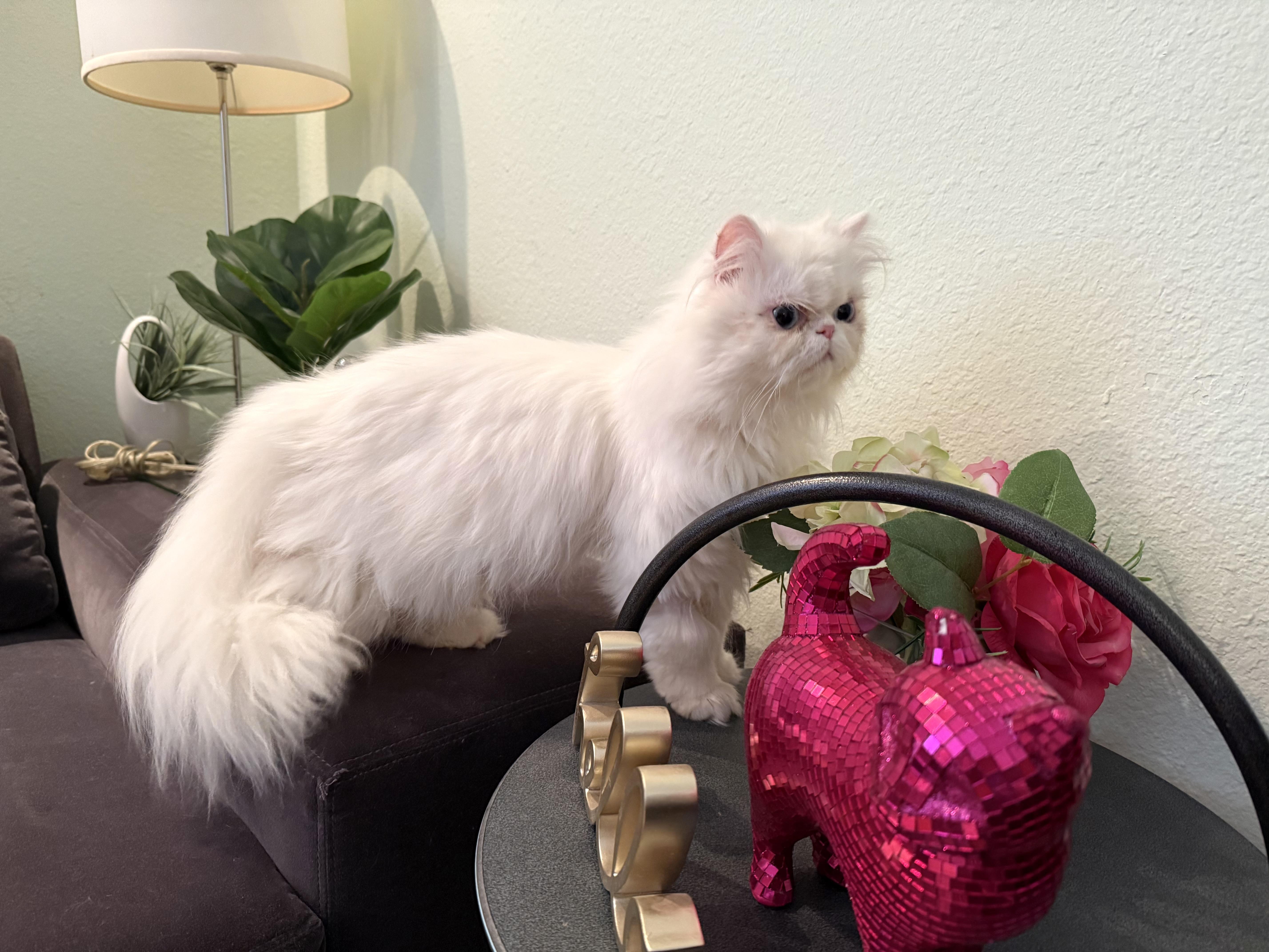 Enlarge Sabrina, a ADOPTABLE Persian in Beverly Hills, CA image 6/6