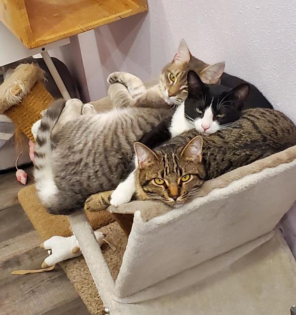 Enlarge Artur, a Adoptable mixed breed in Vancouver, WA image 1/6