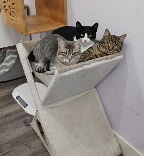 Enlarge Artur, a Adoptable mixed breed in Vancouver, WA image 2/6