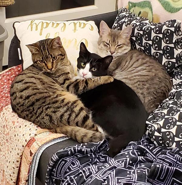 Enlarge Artur, a Adoptable mixed breed in Vancouver, WA image 4/6