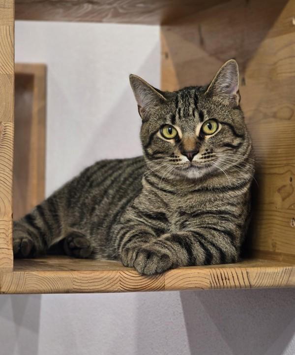 Enlarge Artur, a Adoptable mixed breed in Vancouver, WA image 5/6