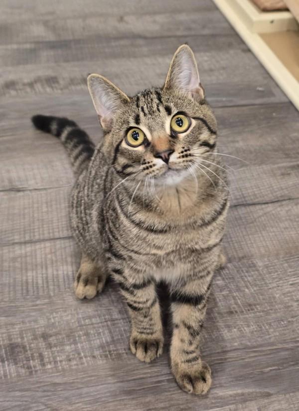 Enlarge Artur, a Adoptable mixed breed in Vancouver, WA image 6/6