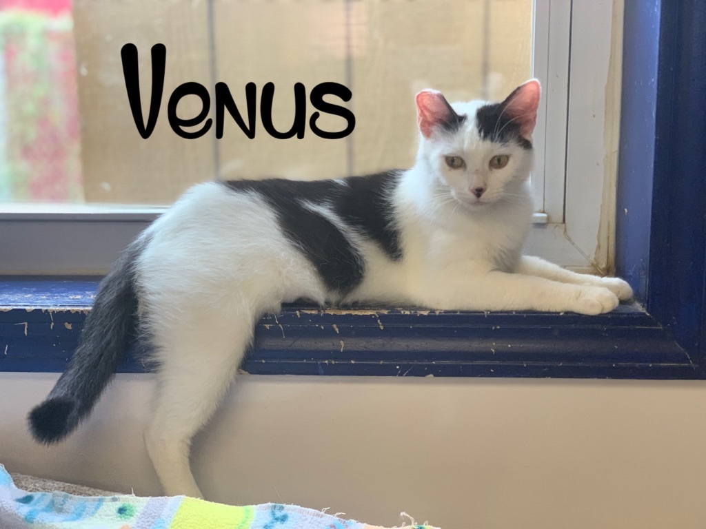 Enlarge Venus, a Adoptable Domestic Short Hair in Jeffersonville, IN image 1/12