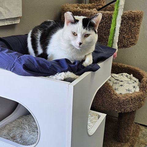 Enlarge Venus, a Adoptable Domestic Short Hair in Jeffersonville, IN image 2/12