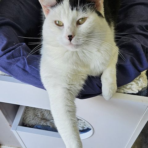 Enlarge Venus, a Adoptable Domestic Short Hair in Jeffersonville, IN image 3/12