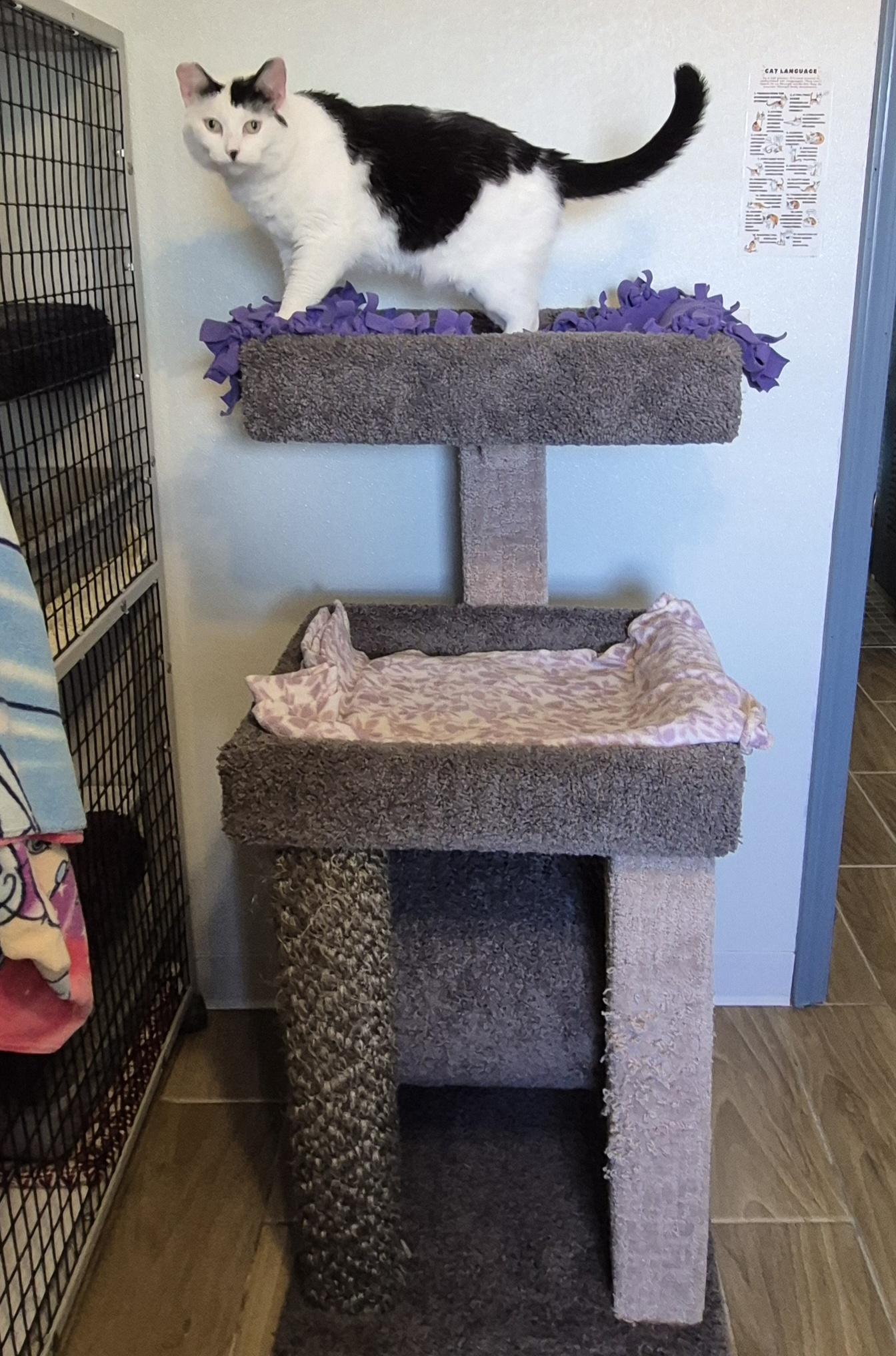 Enlarge Venus, a Adoptable Domestic Short Hair in Jeffersonville, IN image 6/6