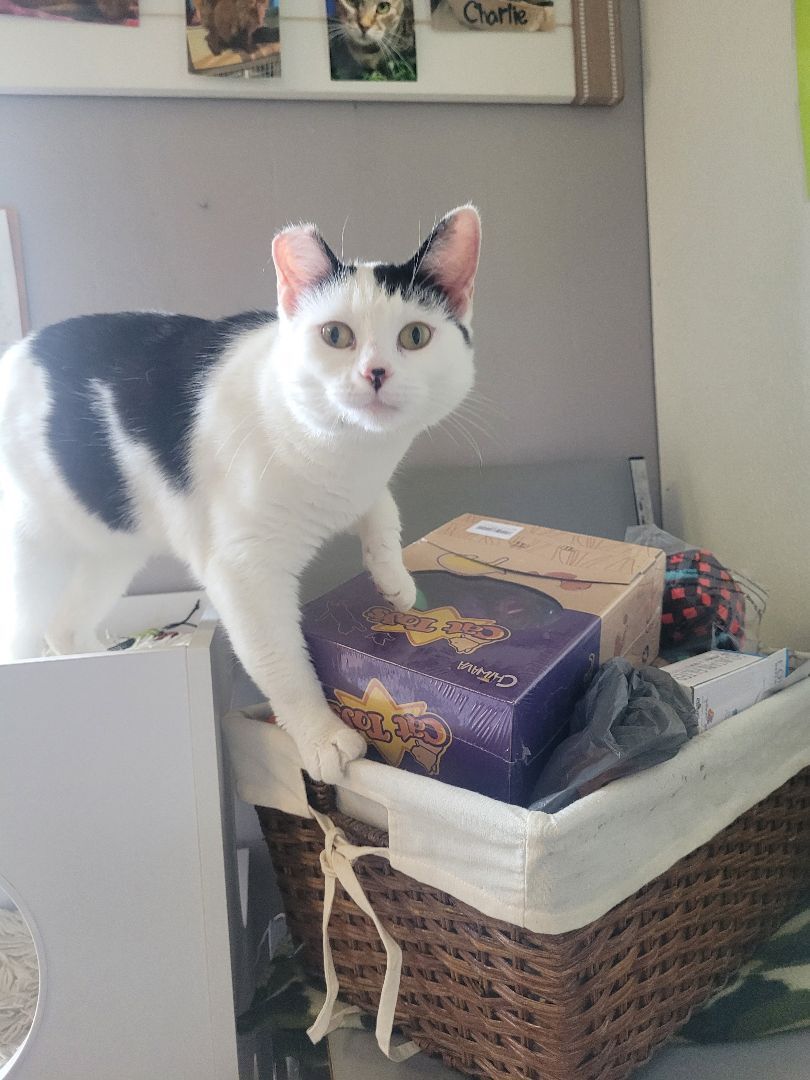 Enlarge Venus, a Adoptable Domestic Short Hair in Jeffersonville, IN image 4/12