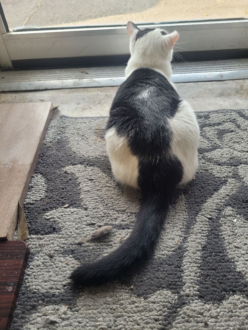 Enlarge Venus, a Adoptable Domestic Short Hair in Jeffersonville, IN image 5/12