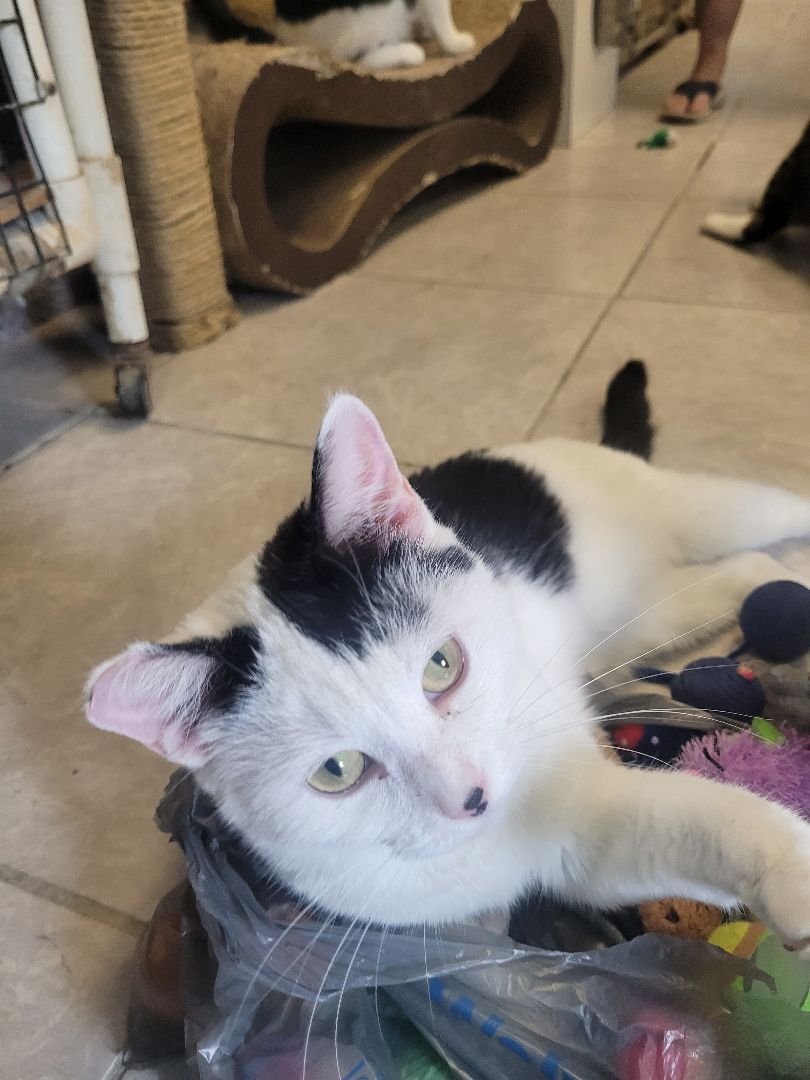 Enlarge Venus, a Adoptable Domestic Short Hair in Jeffersonville, IN image 6/12