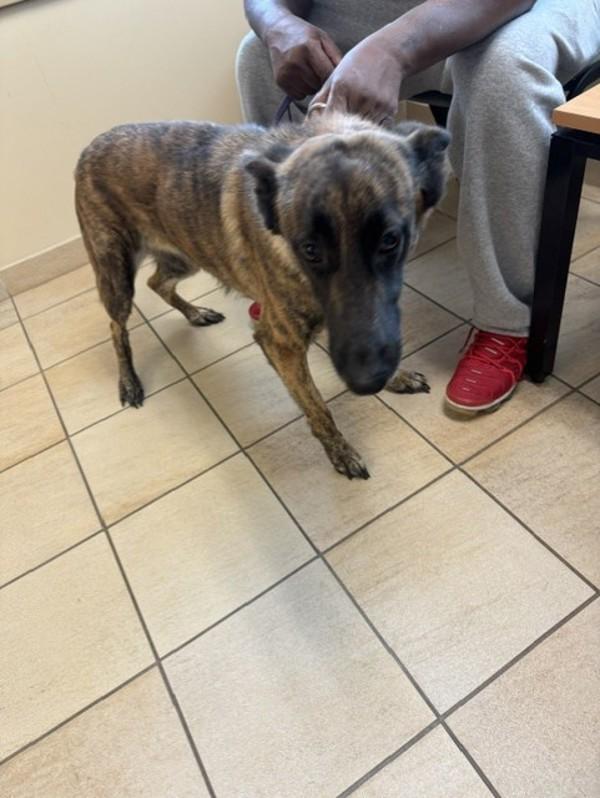 Nova, Adoptable, Adult Female Dutch Shepherd & German Shepherd Dog.