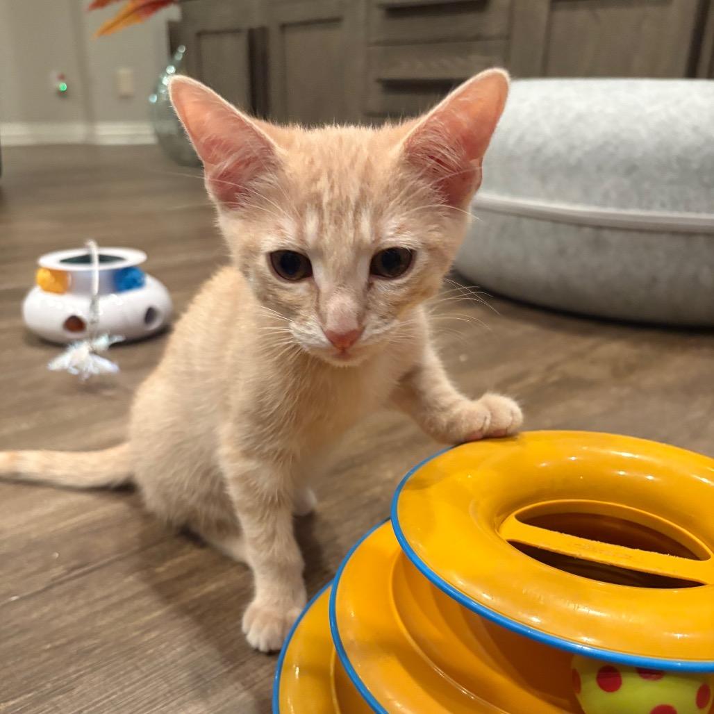 Sandy, Adoptable, Kitten Male Domestic Short Hair.
