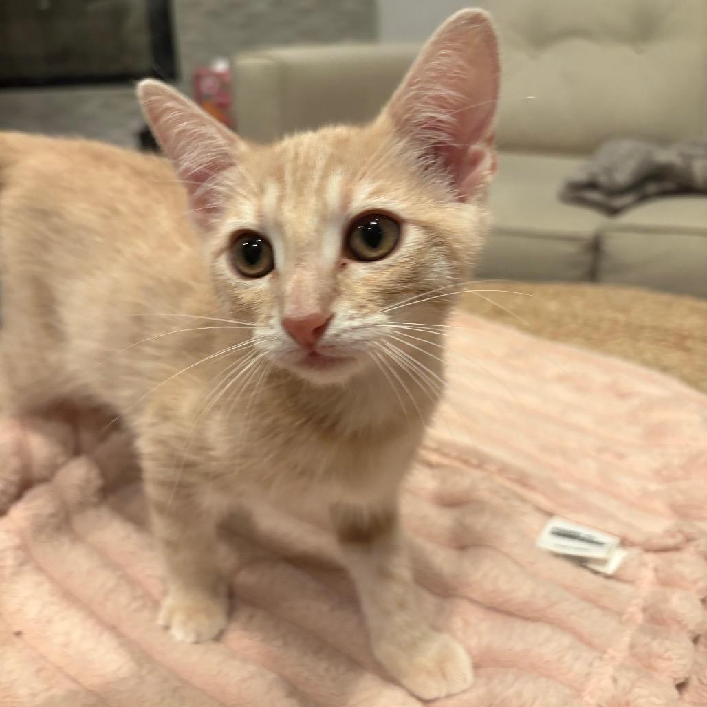 Sandy, a Adoptable Domestic Short Hair in Escondido, CA image 2/5