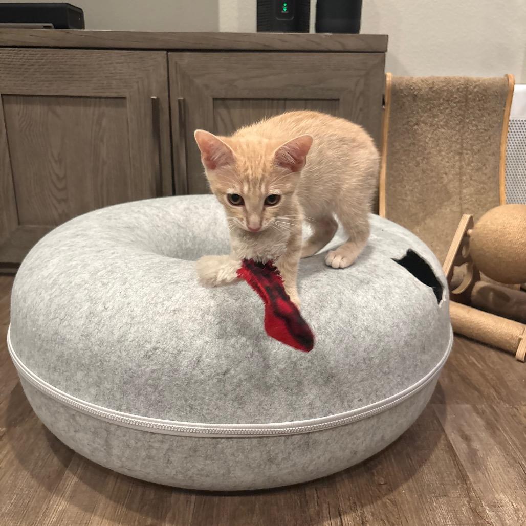 Sandy, a Adoptable Domestic Short Hair in Escondido, CA image 4/5