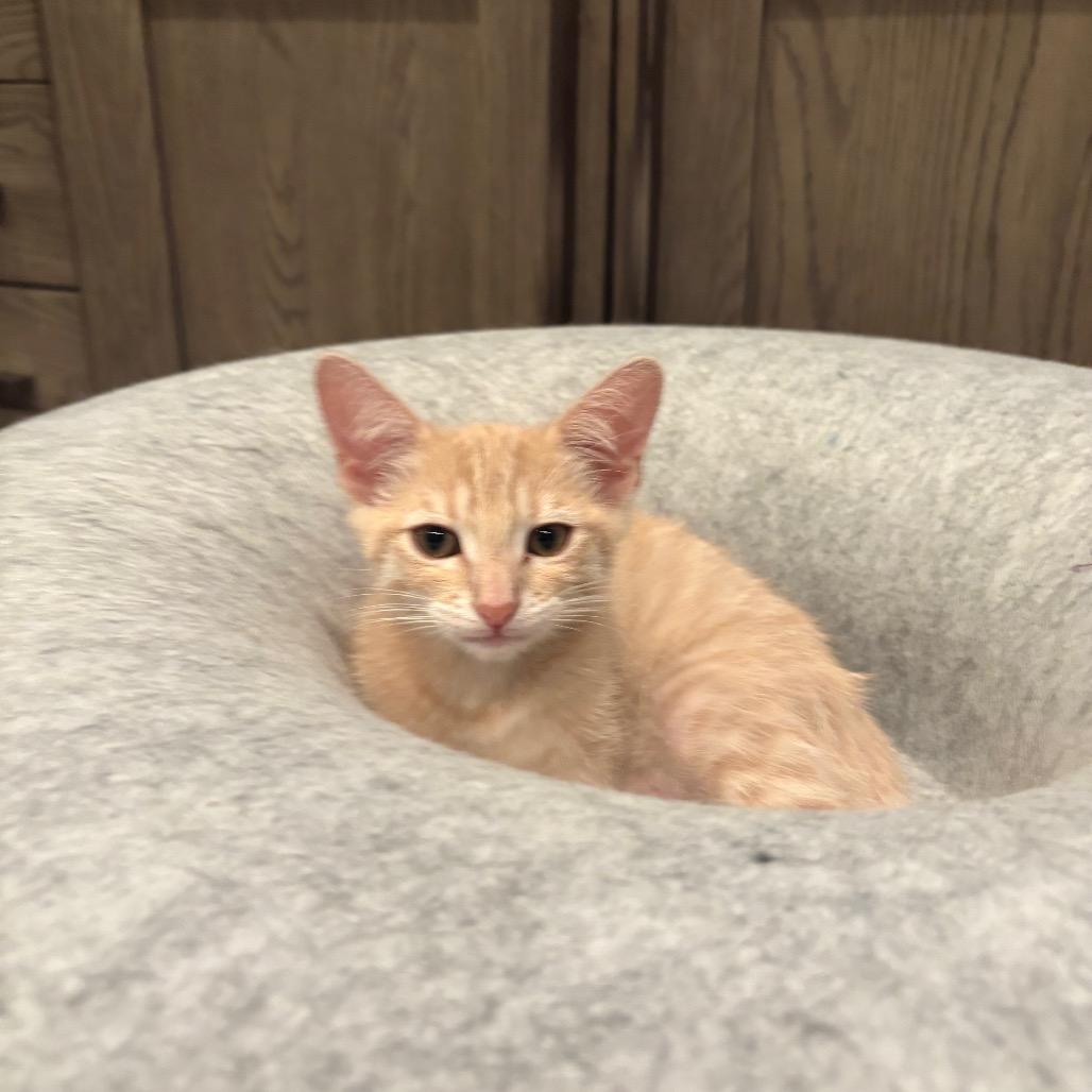 Sandy, a Adoptable Domestic Short Hair in Escondido, CA image 5/5