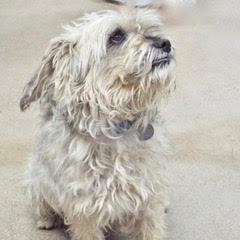 Enlarge Oscar, an adopted mixed breed in Green Valley, AZ image 4/6