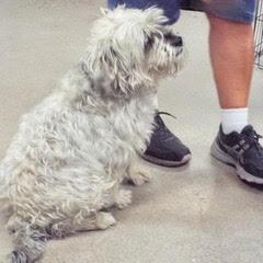 Enlarge Oscar, an adopted mixed breed in Green Valley, AZ image 5/6