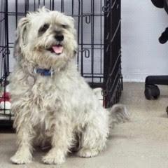 Enlarge Oscar, an adopted mixed breed in Green Valley, AZ image 3/6