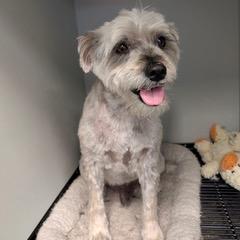 Oscar, adopted, Young Male Shih Tzu.