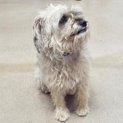 Enlarge Oscar, an adopted mixed breed in Green Valley, AZ image 6/6