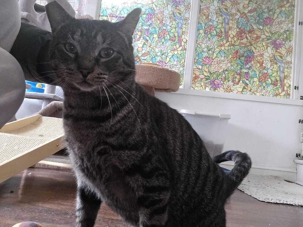 Hawkeye, Adoptable, Adult Male Domestic Short Hair.