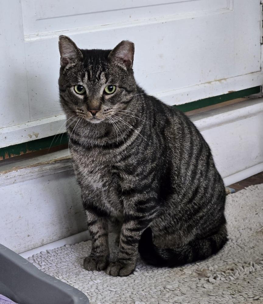 Enlarge Hawkeye, a Adoptable mixed breed in Skippack, PA image 2/2