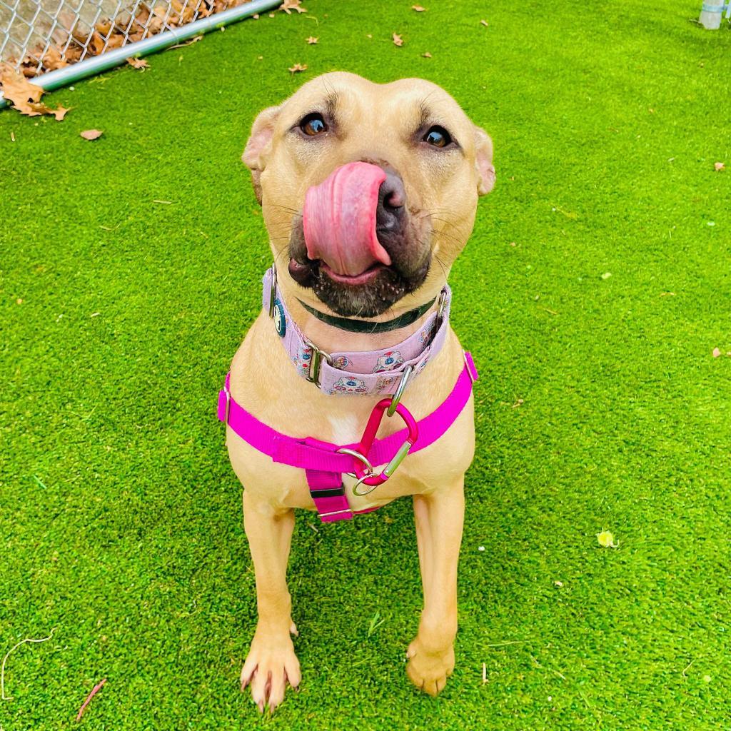 Montana, Adoptable, Adult Female Pit Bull Terrier.