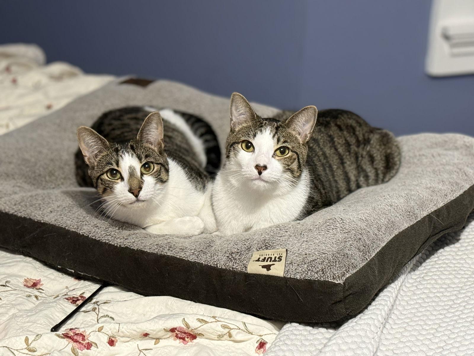 Oak, Adoptable, Adult Male Domestic Short Hair.