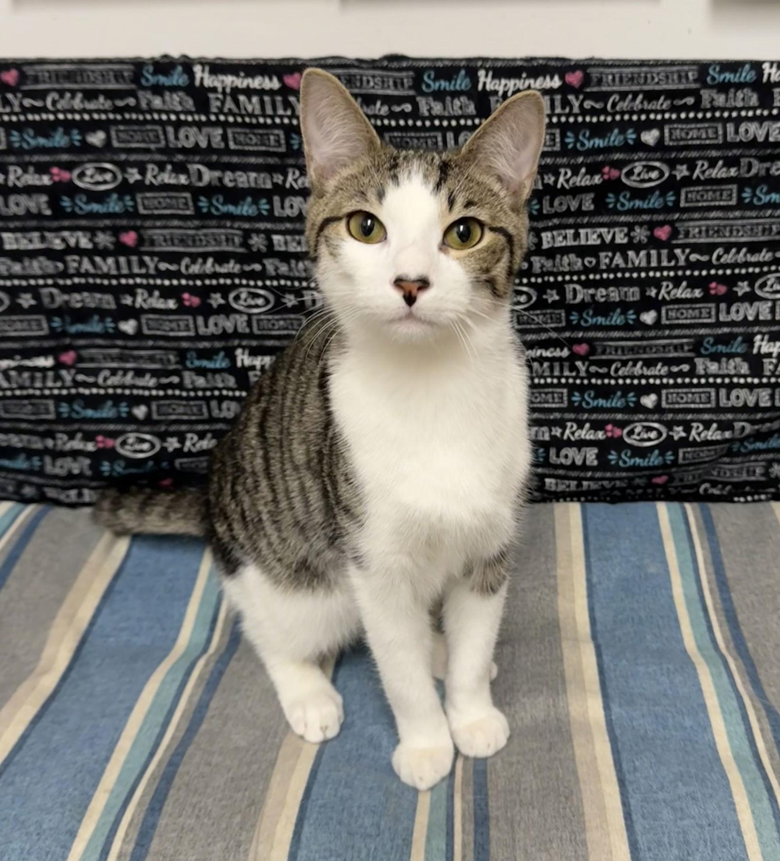 Enlarge Oak, a Adoptable Domestic Short Hair in Newtown Square, PA image 1/3