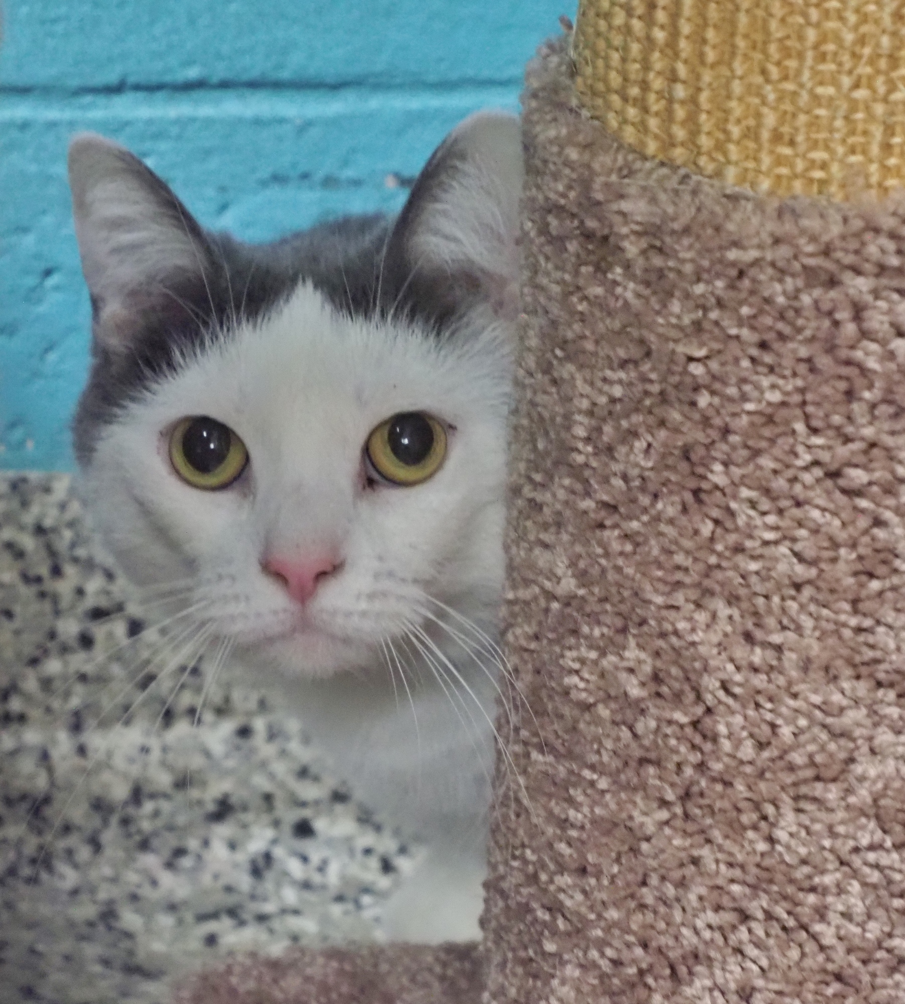 Checkers (Barn Cat), a Adoptable Domestic Short Hair in Cape May Court House, NJ image 1/12