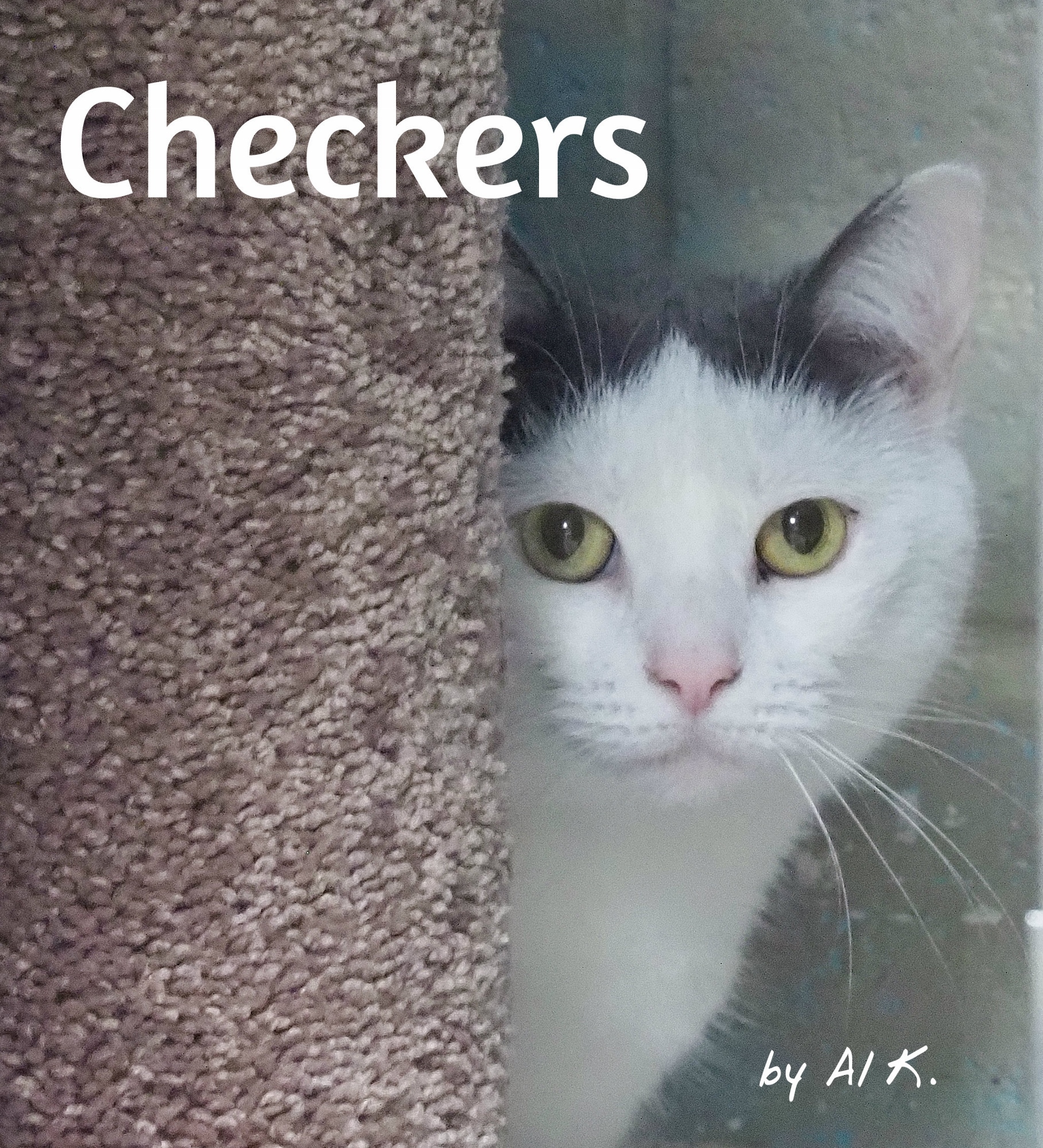 Checkers (Barn Cat), a Adoptable Domestic Short Hair in Cape May Court House, NJ image 2/12