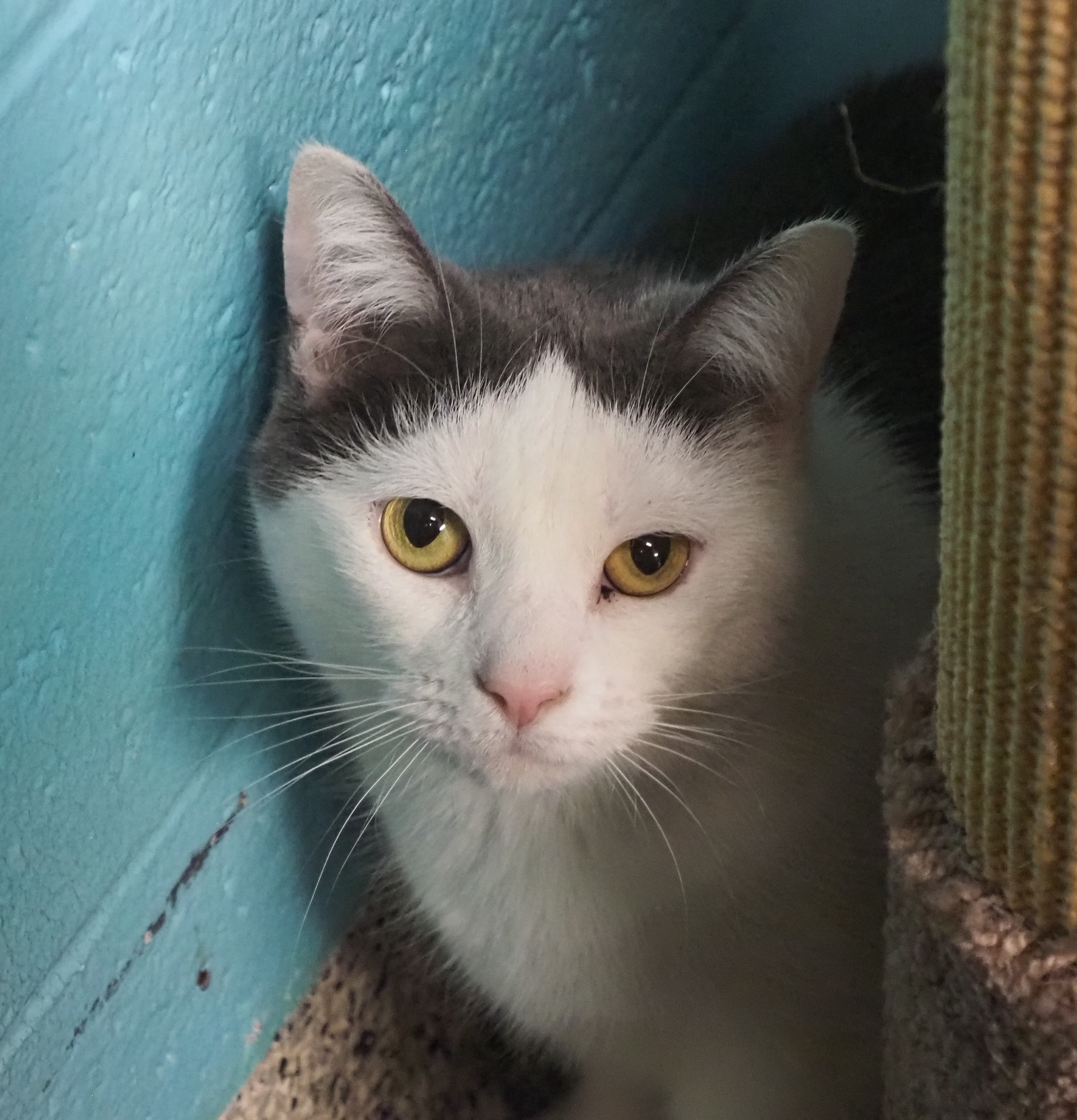 Checkers (Barn Cat), a Adoptable Domestic Short Hair in Cape May Court House, NJ image 3/12