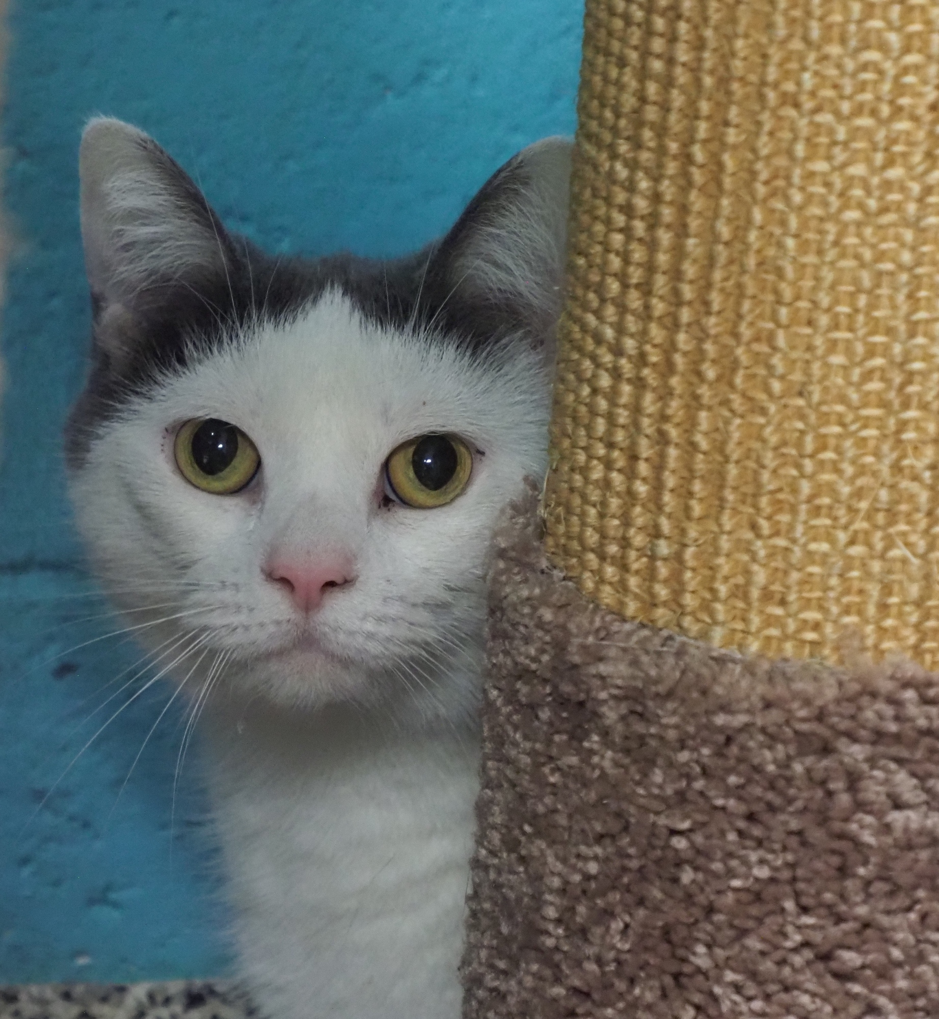 Checkers (Barn Cat) photo 4
