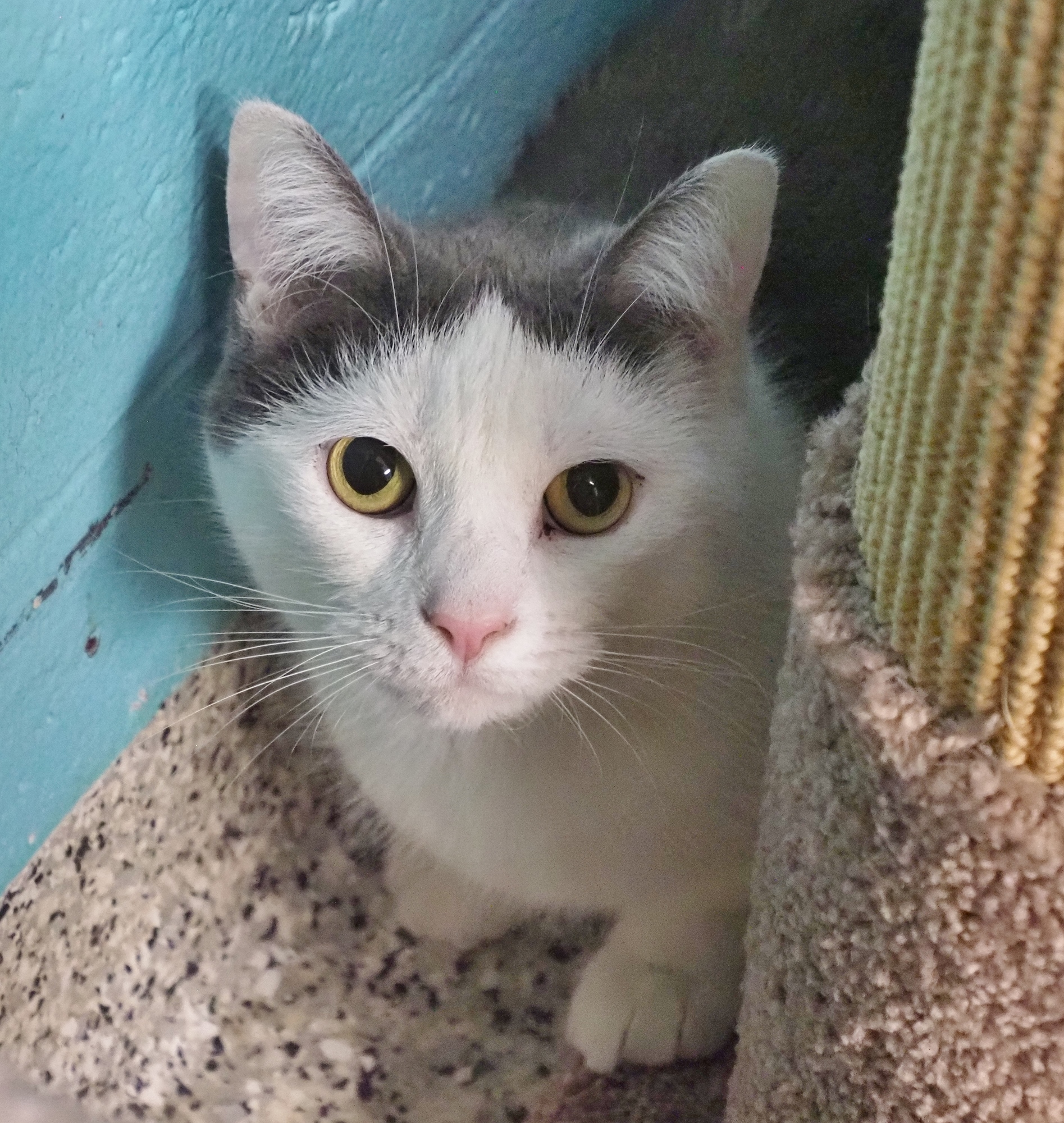 Checkers (Barn Cat), a Adoptable Domestic Short Hair in Cape May Court House, NJ image 5/12
