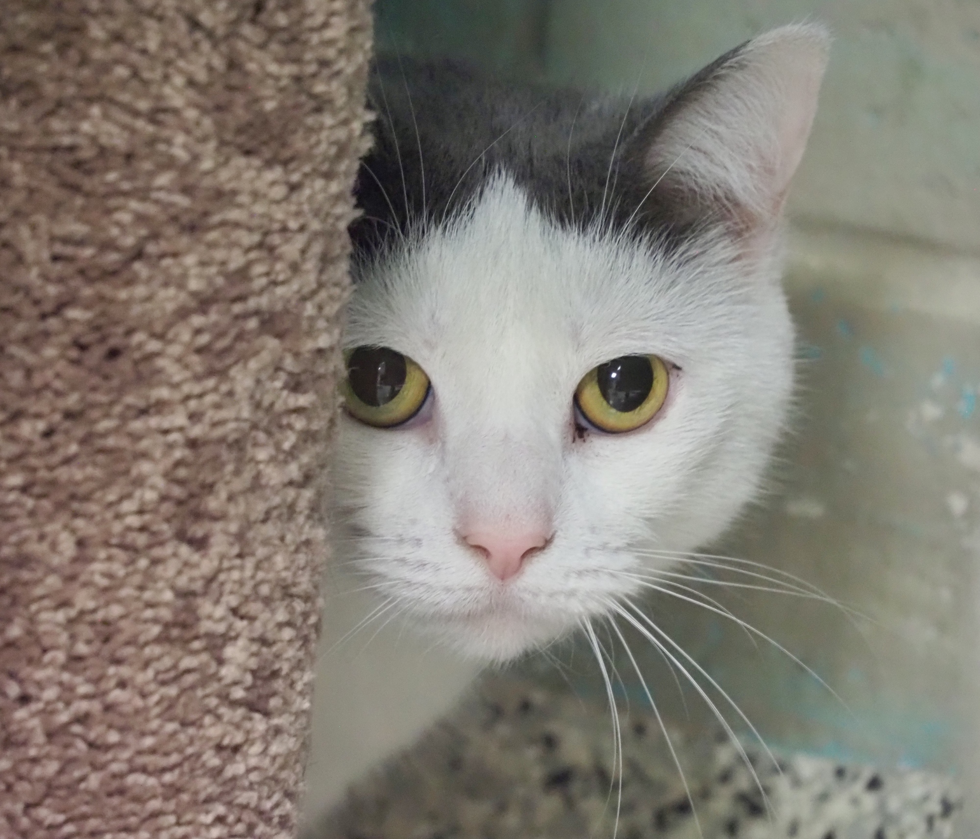 Checkers (Barn Cat), a Adoptable Domestic Short Hair in Cape May Court House, NJ image 6/12