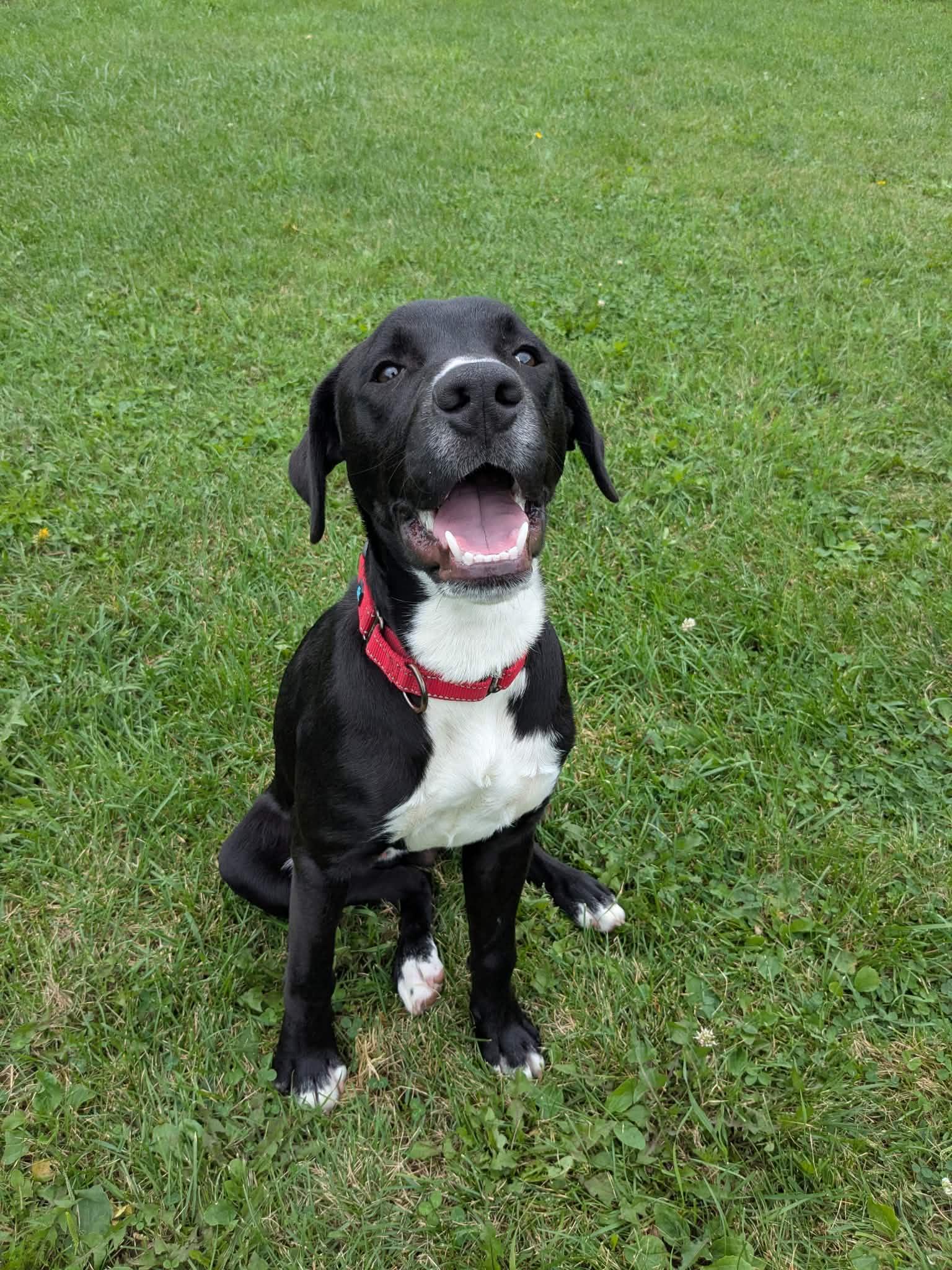 Enlarge Rebel, a Adoptable mixed breed in Hornell, NY image 2/2