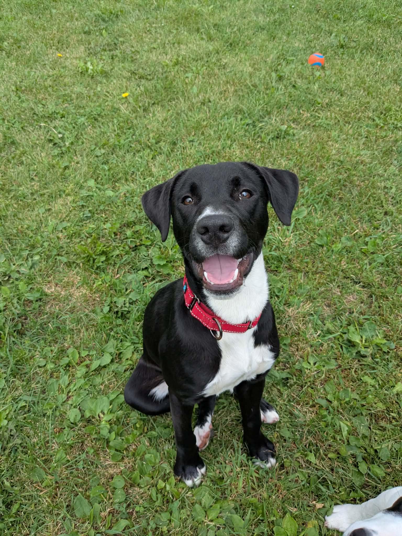 Rebel, Adoptable, Young Male Black Labrador Retriever.